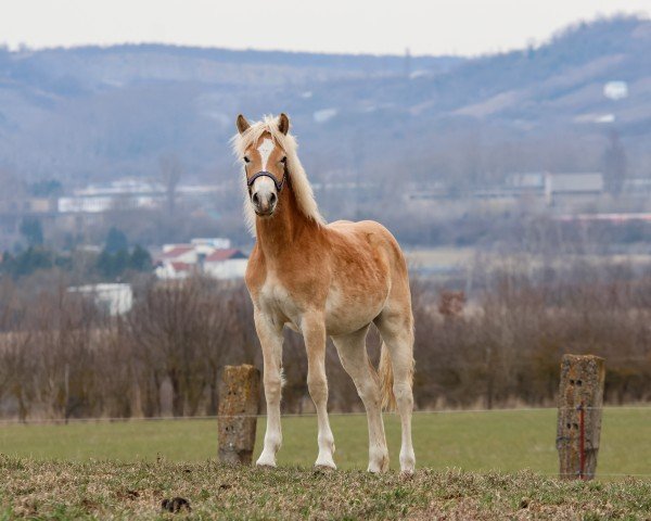 Fohlen von Nala (Haflinger, 2024, von Neustart)