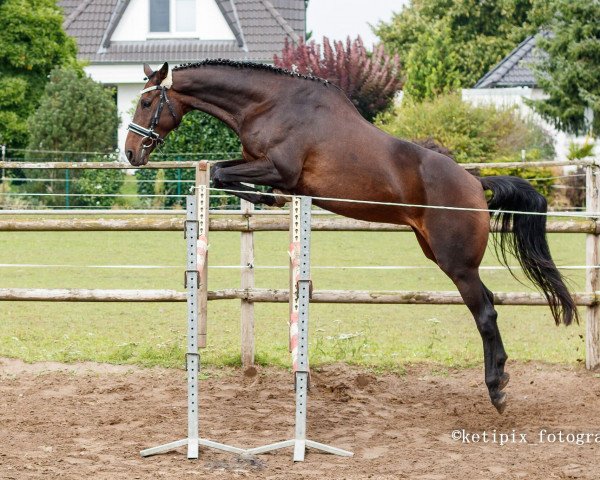 horse Waterprimrose (Hanoverian, 2008, from Watermill Rolex xx)