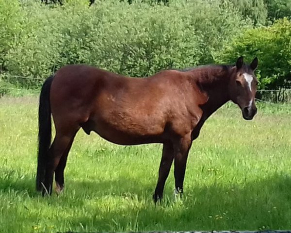 horse Olino (New Forest Pony, 1990, from Tomatin Golden Gorse)