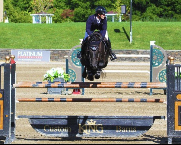 Springpferd Gangsterlinus (KWPN (Niederländisches Warmblut), 2011, von VDL Sheraton)