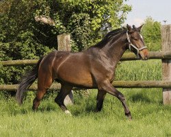 dressage horse Hitches Hamilton (Trakehner, 2014, from Herbstkönig 2)