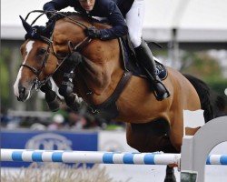 broodmare Quinta 106 (Holsteiner, 2007, from Quidam de Revel)