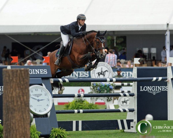 jumper Avon (Swedish Warmblood, 2004, from Quidam de Revel)