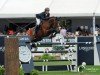 jumper Avon (Swedish Warmblood, 2004, from Quidam de Revel)