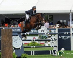 jumper Avon (Swedish Warmblood, 2004, from Quidam de Revel)