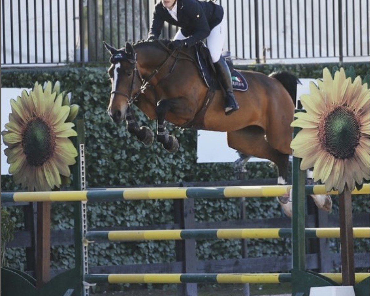 jumper Manhattan (Belgian Warmblood, 2012, from VDL Cardento 933)