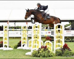 broodmare Crack Elle Chavannaise (Belgium Sporthorse, 2008, from Carving)