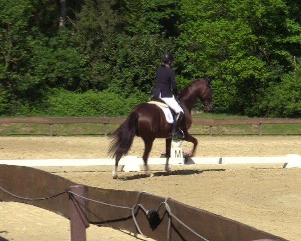 Reitturnier Wesel-Obrighoven 2025