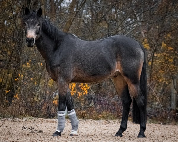 dressage horse Caspian 13 (German Riding Pony, 2014, from Crannard Joker)
