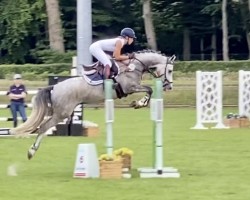 jumper Mr. White 3 (German Riding Pony, 2015, from FS Mr. Right)