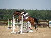 Springpferd Qadafi G (Litauer Warmblut, 2012, von Queue-Jumping-G)