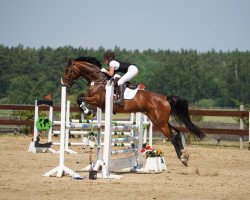 Springpferd Qadafi G (Litauer Warmblut, 2012, von Queue-Jumping-G)