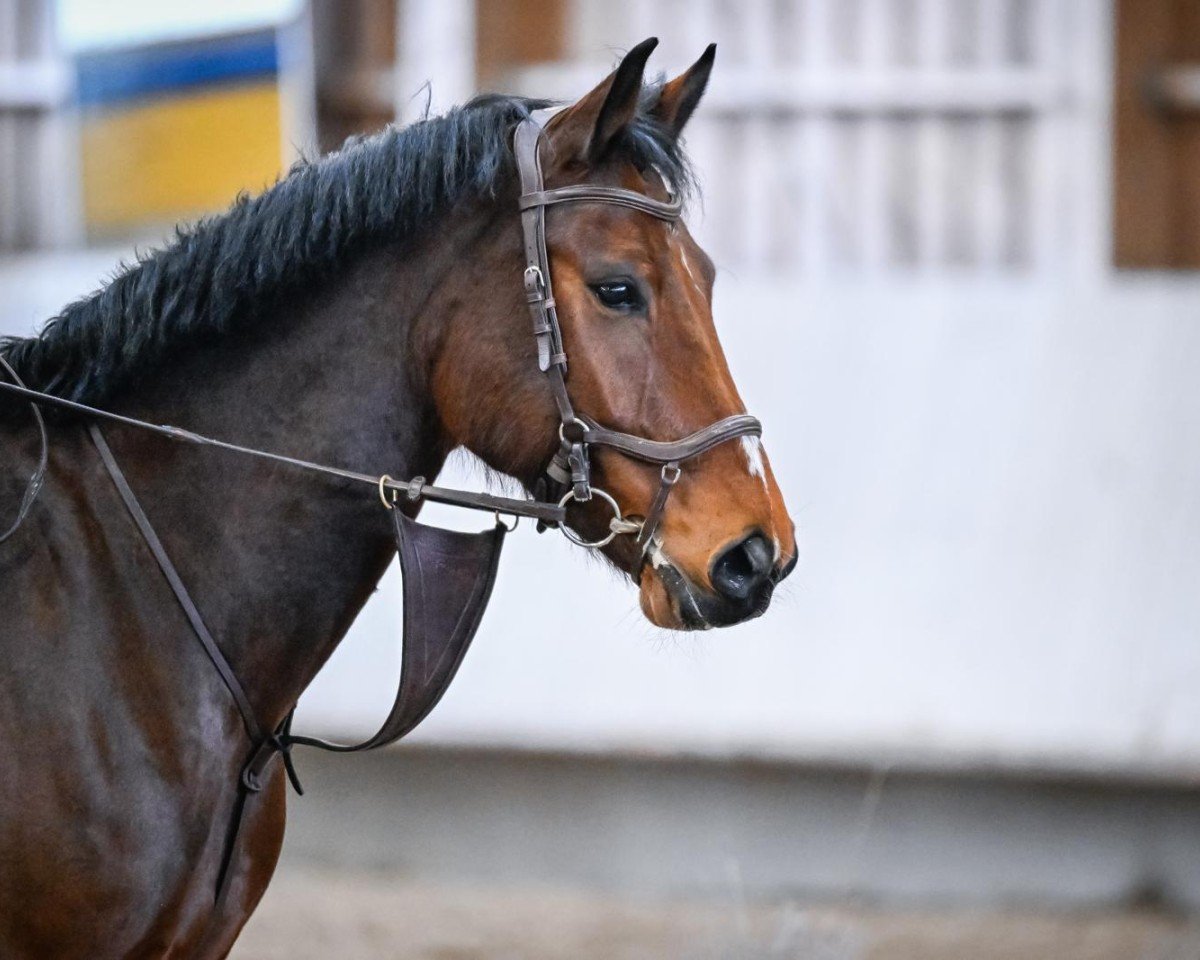 Springpferd Castleroche Chacko (Irish Sport Horse, 2019)