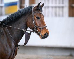 jumper Castleroche Chacko (Irish Sport Horse, 2019)