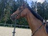 Springpferd Candy Man G (Württemberger, 2008, von Carry)