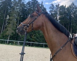 Springpferd Candy Man G (Württemberger, 2008, von Carry)