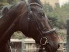 jumper Lamborghini 91 (Hanoverian, 2008, from Lord Pezi)