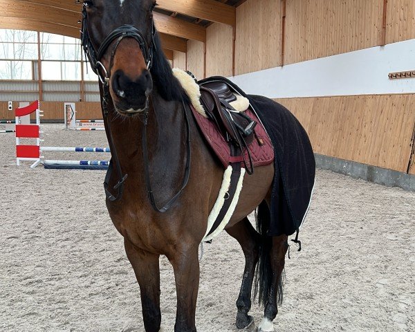 jumper Cool Runnings TH (Hanoverian, 2020, from Cador 5)