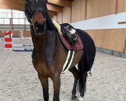 Springpferd Cool Runnings TH (Hannoveraner, 2020, von Cador 5)