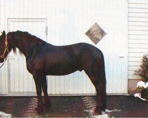 horse Abel (Friese, 2000, from Folkert 353 Sport)