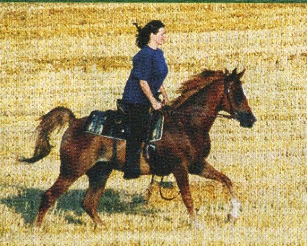 horse Ashquar (Arabian, 1991, from Abbas Pasha I ox)