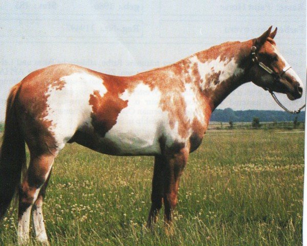 Pferd Boundin Buddy Bars (Paint Horse, 1992, von Buddys Best Boy)