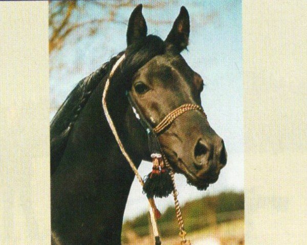 Deckhengst Ajm Amirash ox (Vollblutaraber, 1999, von Amarin ox)