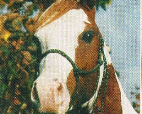 stallion Naskiri Ibn Nerath (Arab half breed / Partbred, 1997, from Nerath)
