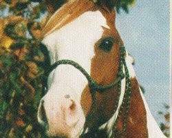 stallion Naskiri Ibn Nerath (Arab half breed / Partbred, 1997, from Nerath)