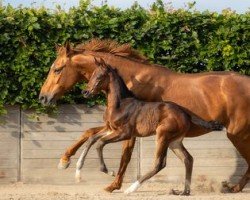 broodmare Fine F Sunny (Westphalian, 2006, from Fürst Piccolo)