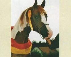 stallion Nahit Ibn Neron (Arab half breed / Partbred, 1998, from Neron)