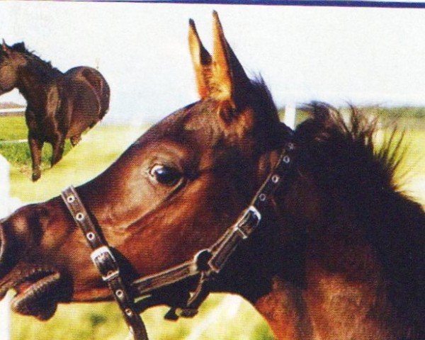 Deckhengst Masalij ox (Vollblutaraber, 1999, von Madallan Madheen EAO)
