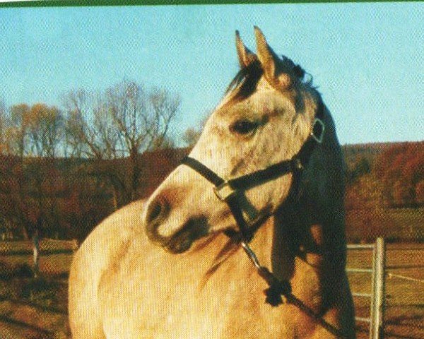 horse El Thay Marzug (Arabian, 2001, from El Thay Malikh ox)