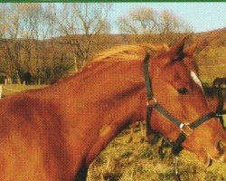 horse Jaruzsh (Arabian, 2000, from Emiratus B EAO)