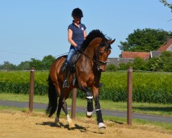 dressage horse Rockford Wf (Westphalian, 2013, from Rock Forever NRW)