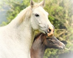 broodmare Cayenne (Holsteiner, 2008, from Cachas)