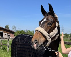 dressage horse La Scolara (Hanoverian, 2009, from Scolari)