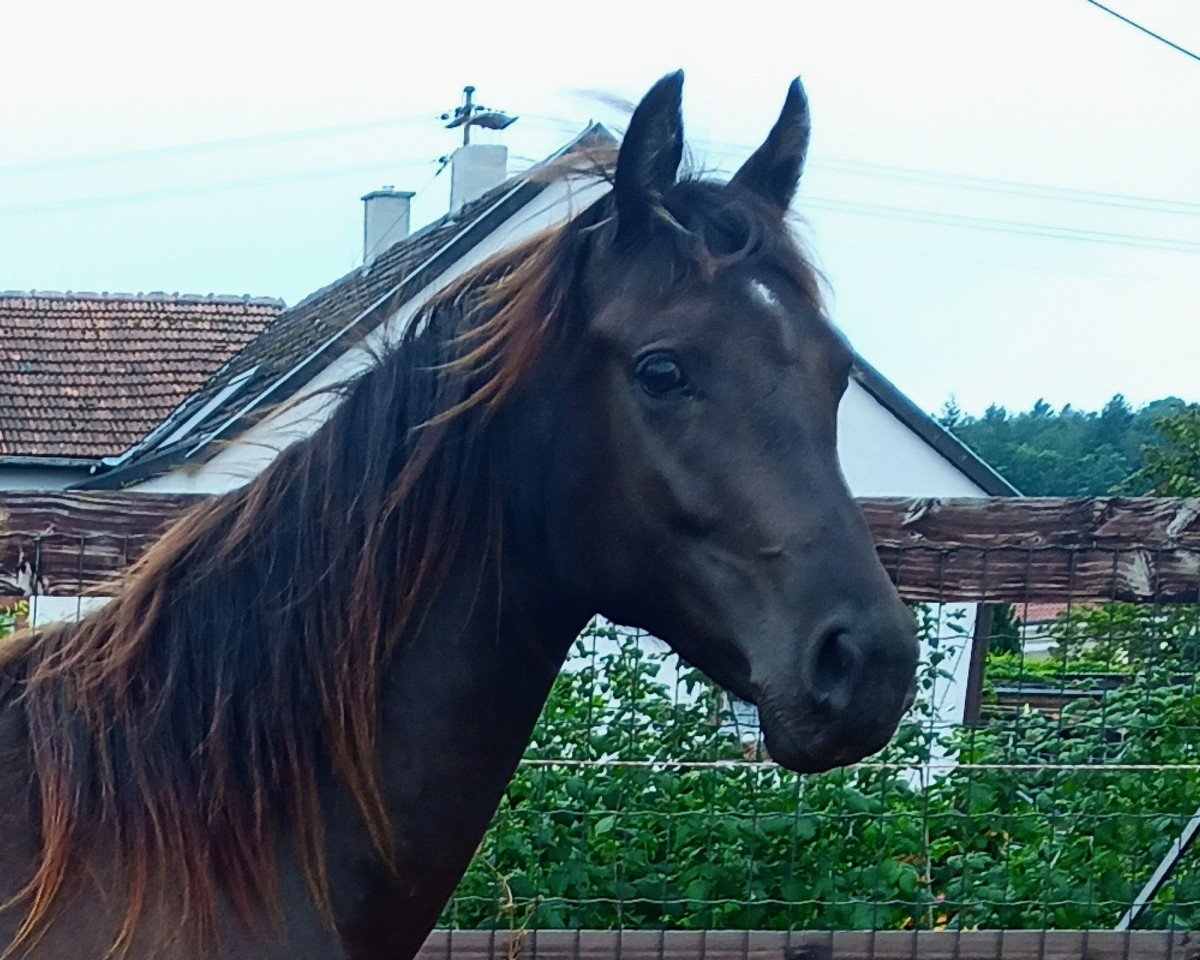 Springpferd Ballerina (Deutsches Reitpony, 2019, von Cadlanvalley Sir Ivanhoe)