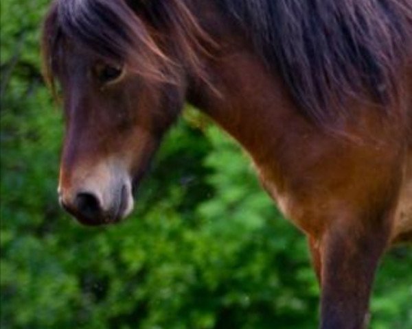 Pferd Kobold vom Allerhop (Shetland Pony, 2019, von Kwintus van Stal Geerhof)