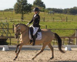 dressage horse Steendieks I (German Riding Pony, 2020, from Steendieks Morgensterns Dalai)
