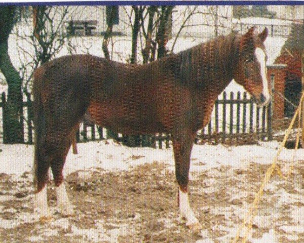 horse AHMARR ox (Arabian purebred, 1989, from Shams El Arabi EAO)