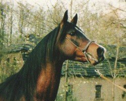 stallion Sahron ox (Arabian purebred, 1986, from Santhos 1981 ox)