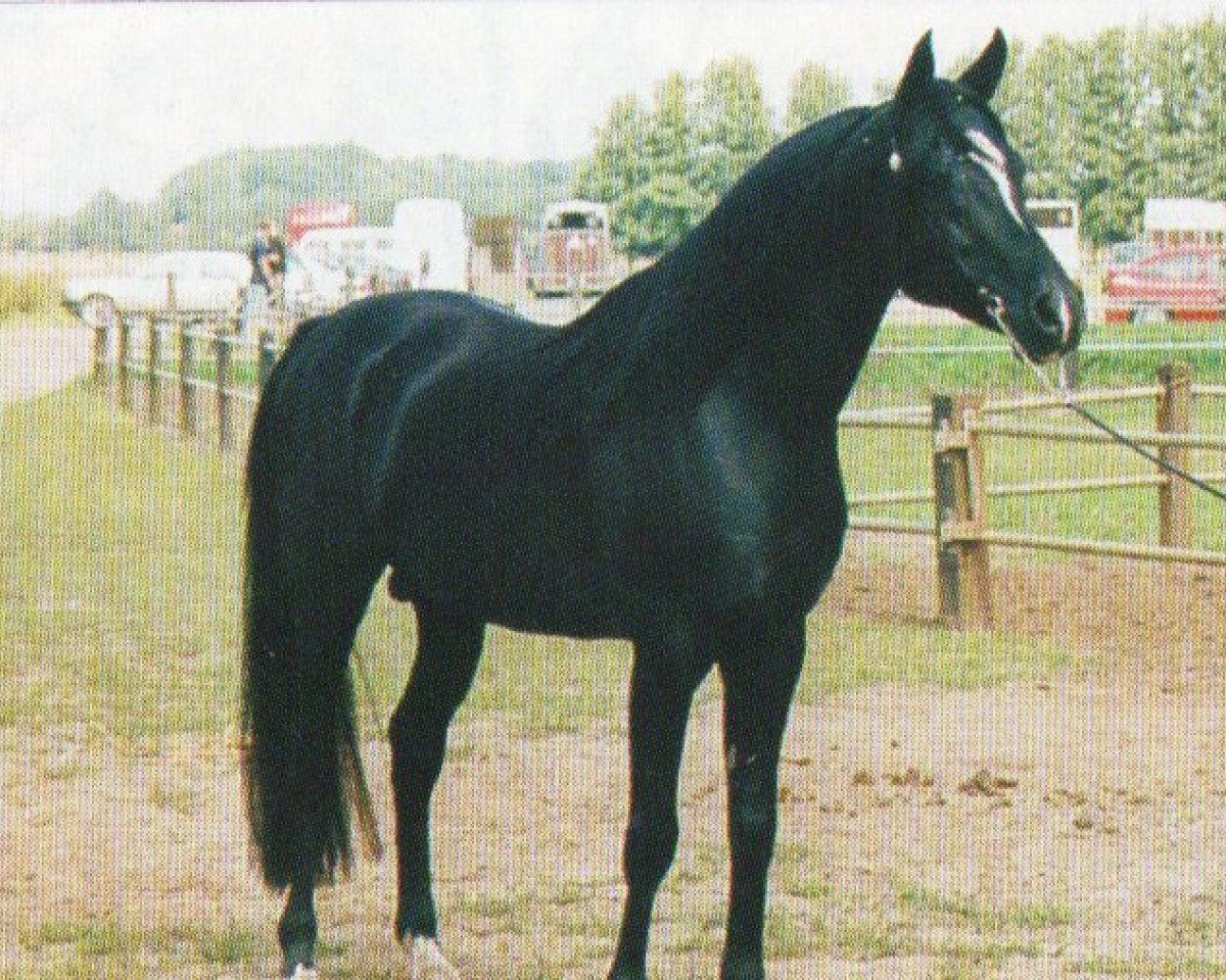 stallion El Afas ox (Arabian purebred, 1990, from Shams El Arabi EAO)