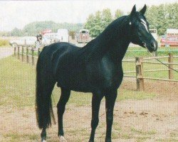 Deckhengst El Afas ox (Vollblutaraber, 1990, von Shams El Arabi EAO)