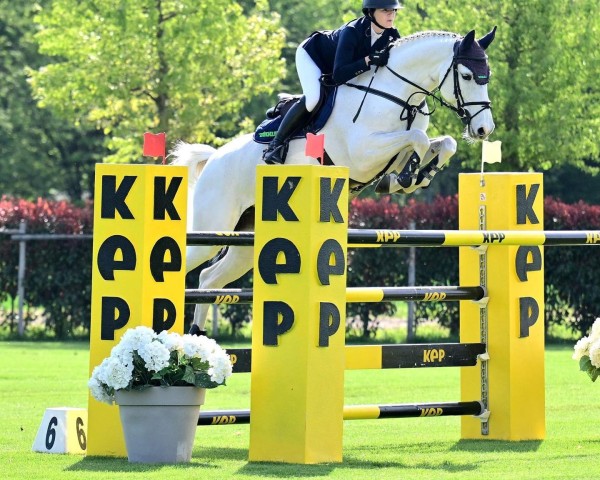 broodmare Stagenta (Oldenburg, 2009, from Stakkatol)