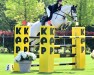 broodmare Stagenta (Oldenburg, 2009, from Stakkatol)