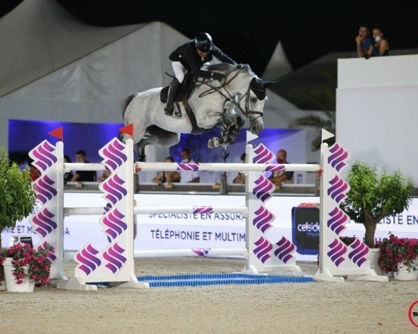 stallion Stakkatol (Oldenburg show jumper, 2004, from Stakkato)