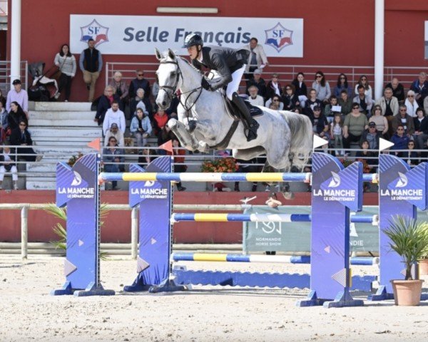 jumper Stawita PS (Oldenburg show jumper, 2012, from Stakkatol)