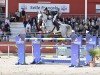 jumper Stawita PS (Oldenburg show jumper, 2012, from Stakkatol)