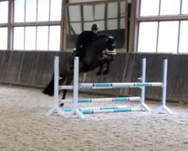 jumper Cedrik K (Holsteiner, 2008, from Caretino)